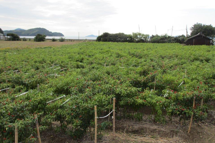 香川本鷹