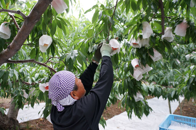 飯南の桃収穫作業