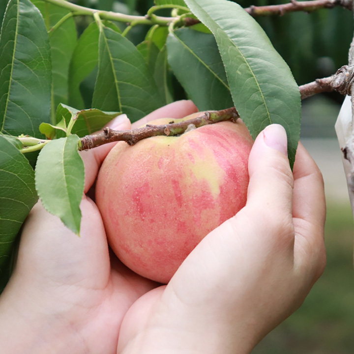 飯山 三谷桃園の桃