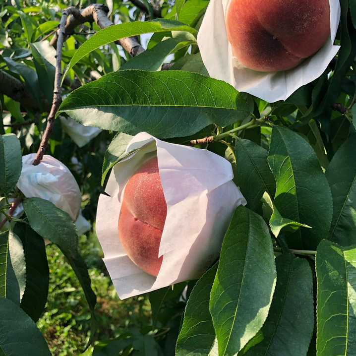 飯南の桃