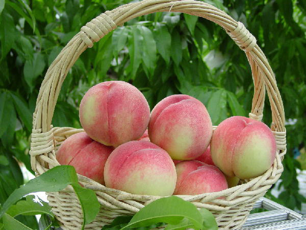 飯南の桃