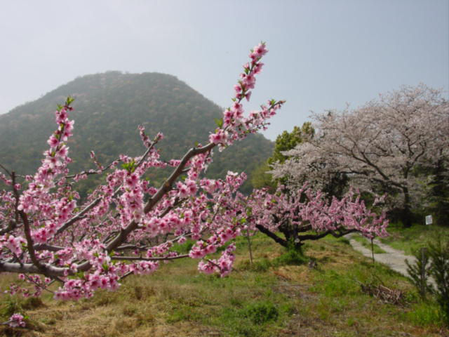 飯南の桃