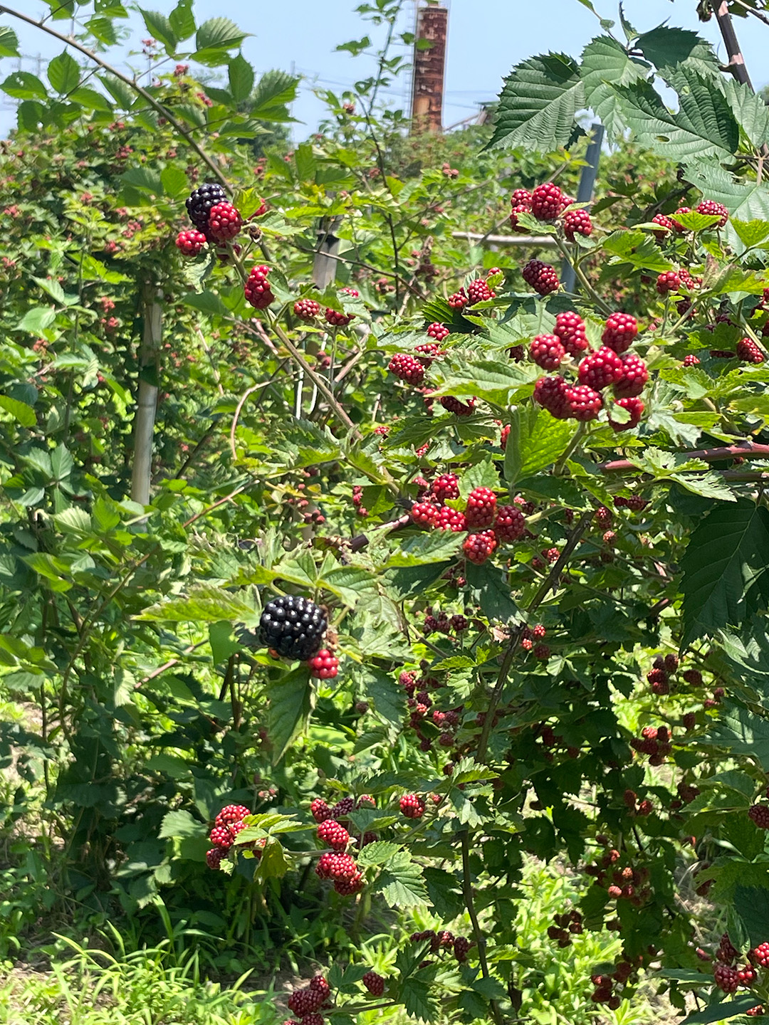 瀬戸内ブラックベリー あんバターケーキ