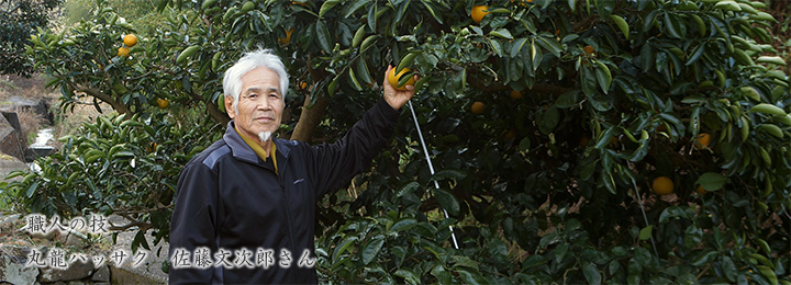 職人の技　丸龍ハッサク　佐藤さん