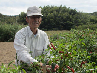 香川本鷹