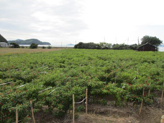香川本鷹