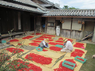 香川本鷹