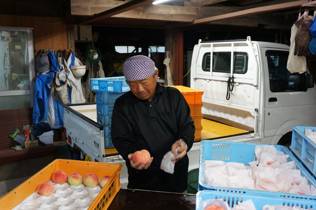 飯南の桃選別